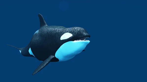 3D CG representación de una ballena asesina — Foto de Stock