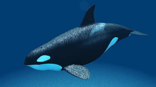 3D CG renderização de uma baleia assassina — Fotografia de Stock