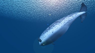 3d cg render bir beluga