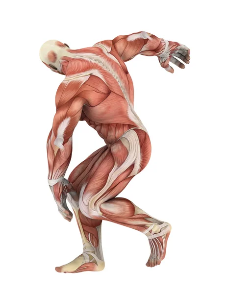 3D CG renderização do corpo humano — Fotografia de Stock