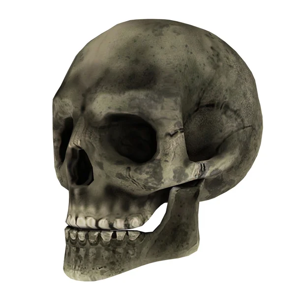Renderowania 3D cg czaszki — Zdjęcie stockowe