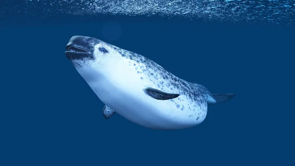 Απόδοσης 3D cg του ένα beluga — Φωτογραφία Αρχείου