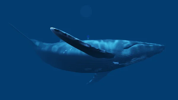 3D-cg rendering van een walvis — Stockfoto