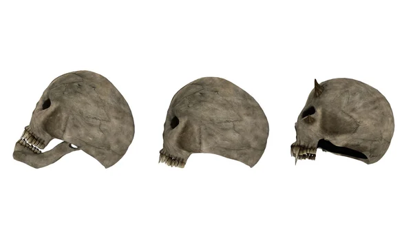 頭蓋骨の 3次元 cg レンダリング — ストック写真
