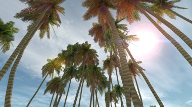 3d cg işleme ve palmiye ağaçlarının 