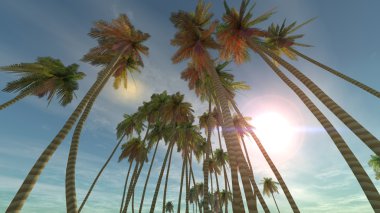 3d cg işleme ve palmiye ağaçlarının 