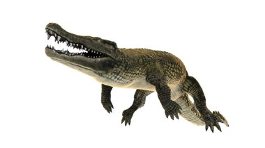 3d cg işleme bir timsah 