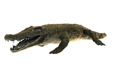 3d cg işleme bir timsah 