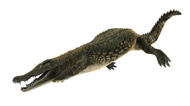 3d cg işleme bir timsah 