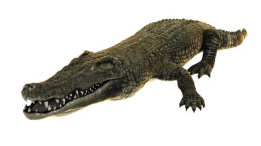 3d cg işleme bir timsah 