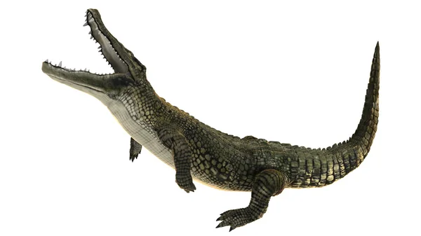 3D CG renderização de um crocodilo — Fotografia de Stock