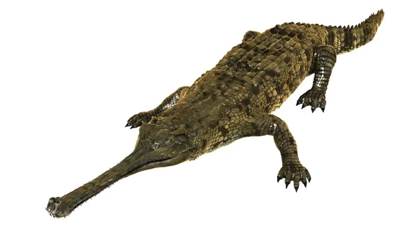 3D cg-rendering av en falsk gharial — Stockfoto