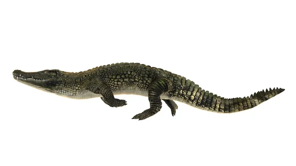 3D CG renderização de um crocodilo — Fotografia de Stock