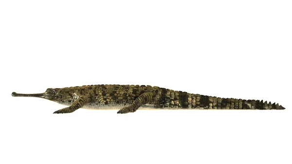 3D cg-rendering av en falsk gharial — Stockfoto