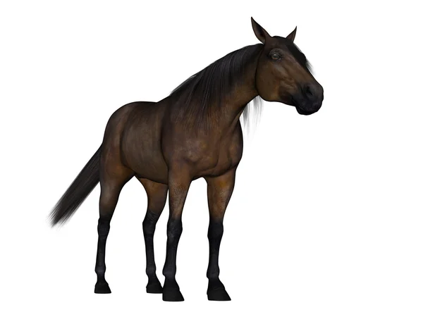 3D CG renderização de um cavalo — Fotografia de Stock