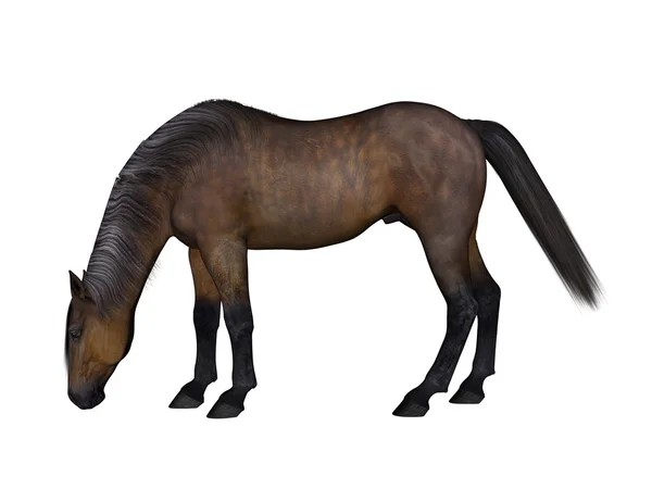 3D cg rendering.of ένα άλογο — Φωτογραφία Αρχείου