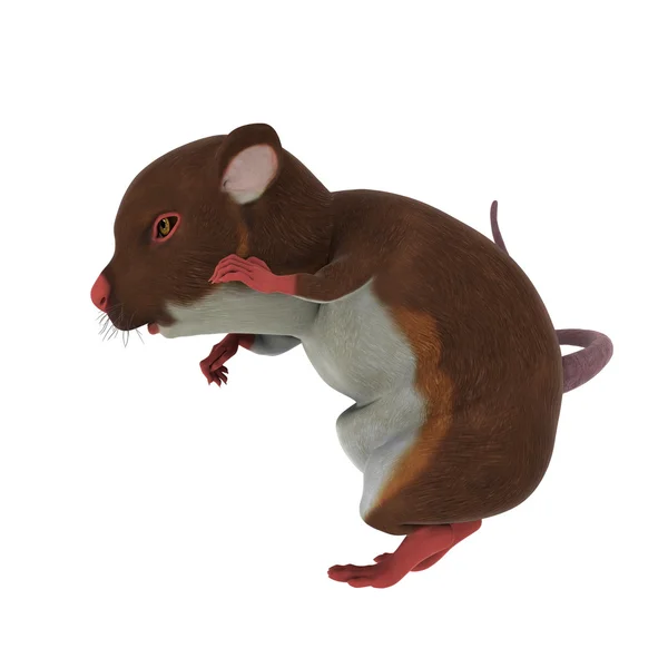 3D cg Darstellung eines Hamsters — Stockfoto
