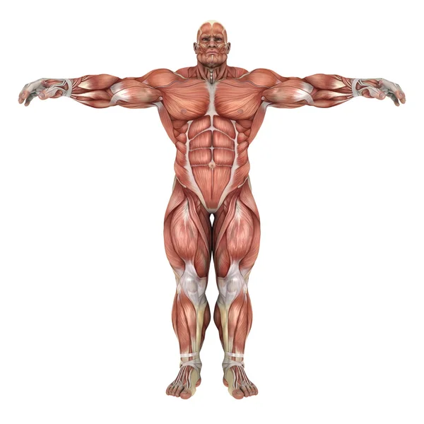 3D CG renderização de um corpo humano — Fotografia de Stock