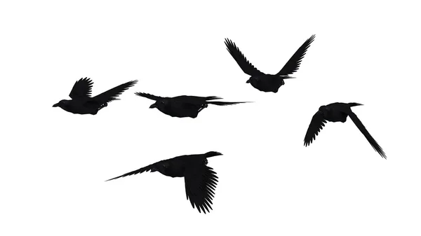 Aves — Fotografia de Stock