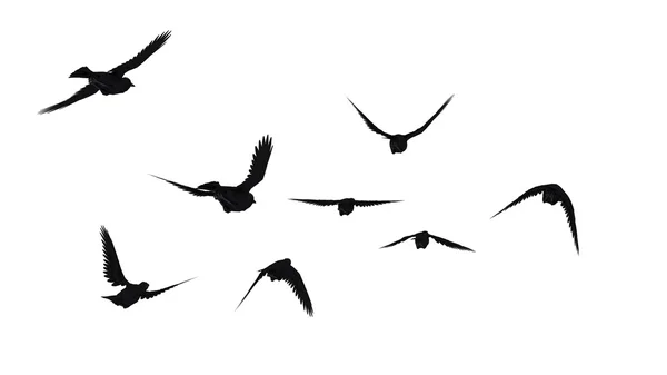 Птицы — стоковое фото