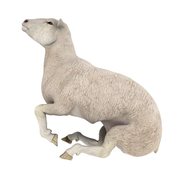 Schapen — Stockfoto