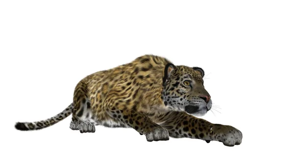 Leopardo — Foto Stock