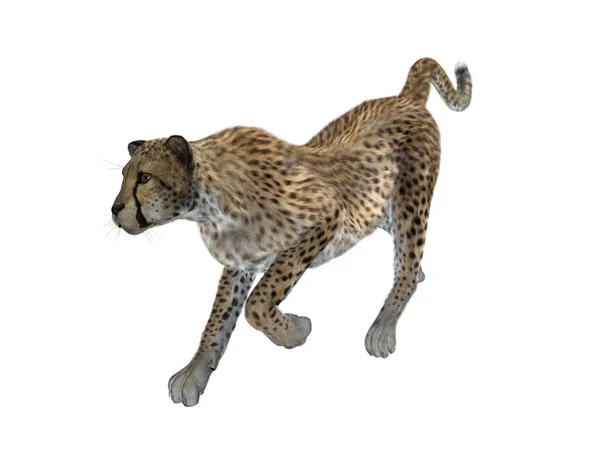 Cheetah — Stock Photo, Image