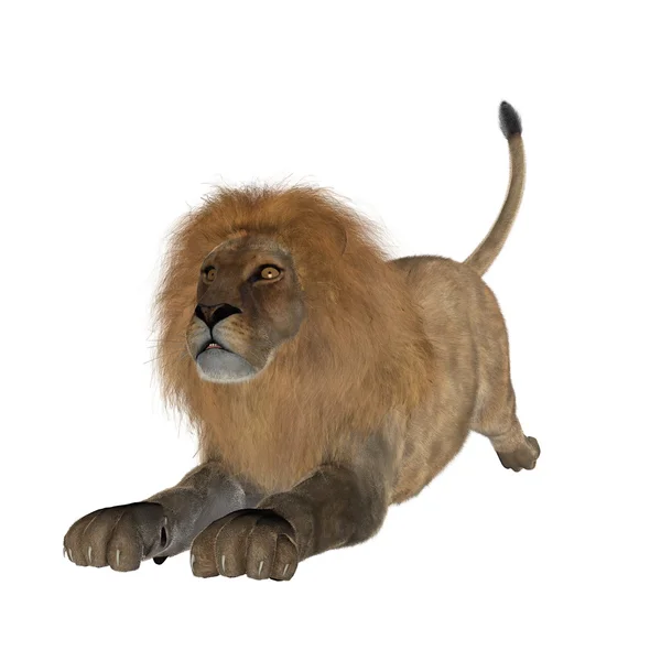 Løve – stockfoto