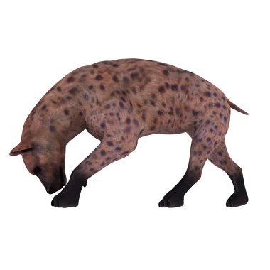 Hyaena