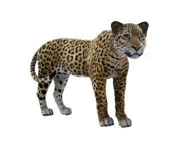 leopar