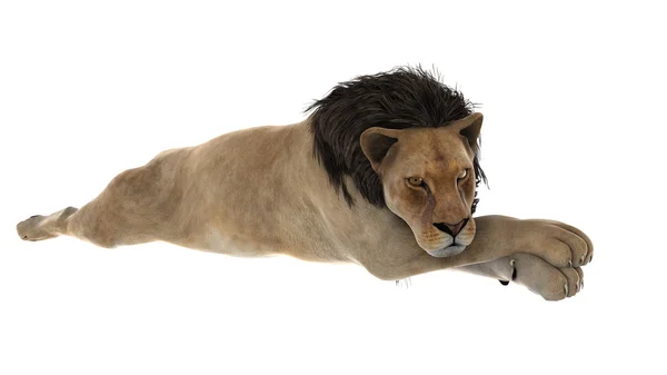 Lion — Stock Photo, Image