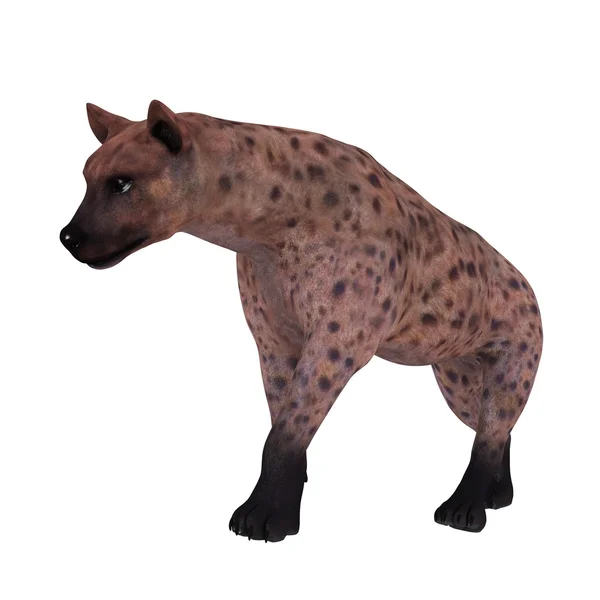 Hyaena — Photo