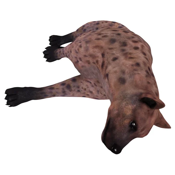 Bir hyaena 3d cg render — Stok fotoğraf
