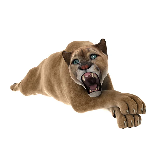 Cougar — Stock Photo, Image