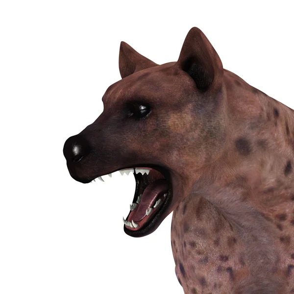 Hyaena — Stock fotografie