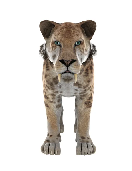 Saber-toothed tiger — Stock Photo, Image