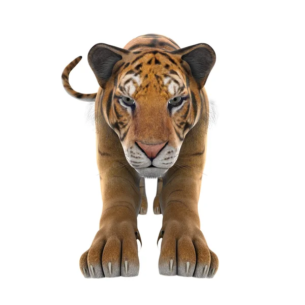 Tigre — Foto Stock