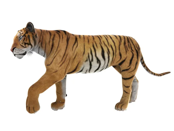 Tiger — Stock Photo, Image