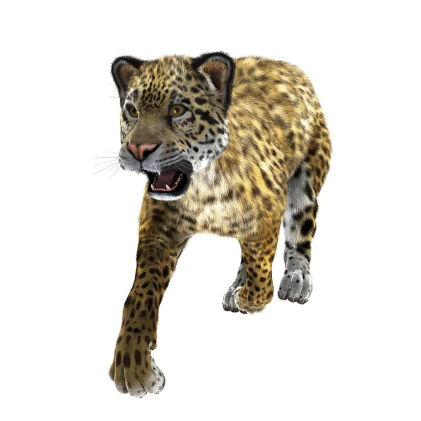 Leopardo — Foto Stock