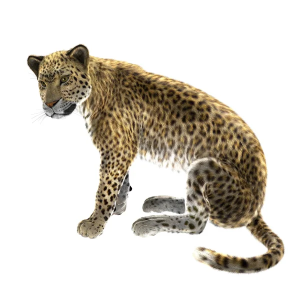 Leopardo — Foto Stock