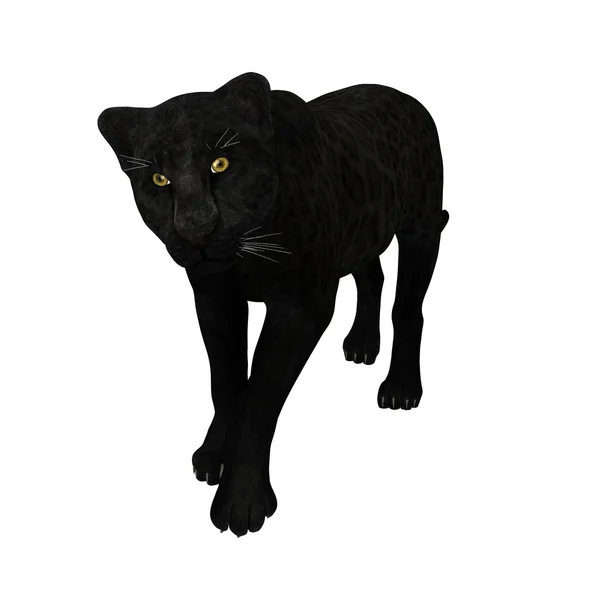 Leopardo nero — Foto Stock