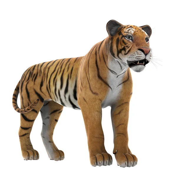 Tigre — Foto Stock