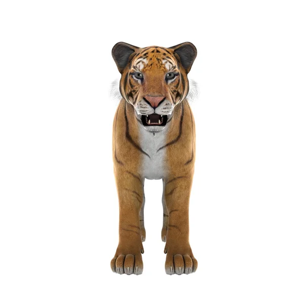 Tigre — Foto Stock