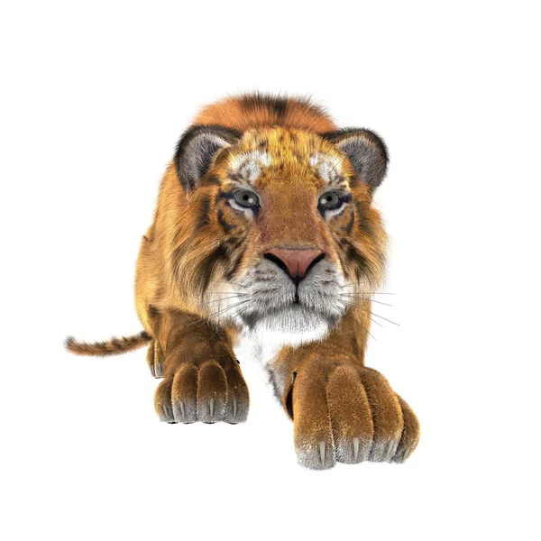 Tigre — Fotografia de Stock