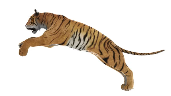 Tiger — Stockfoto