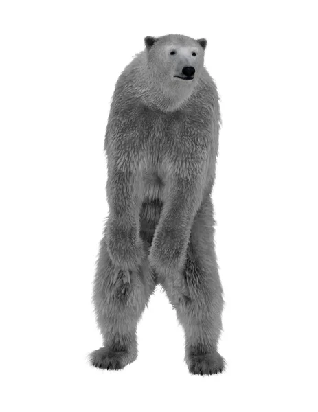 Urso polar — Fotografia de Stock