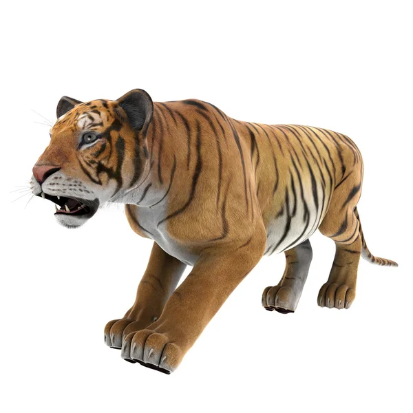 Tiger — Stock Photo, Image