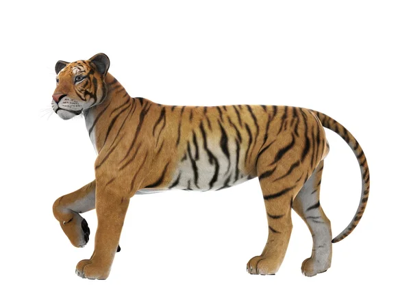 Tiger — Stock Photo, Image