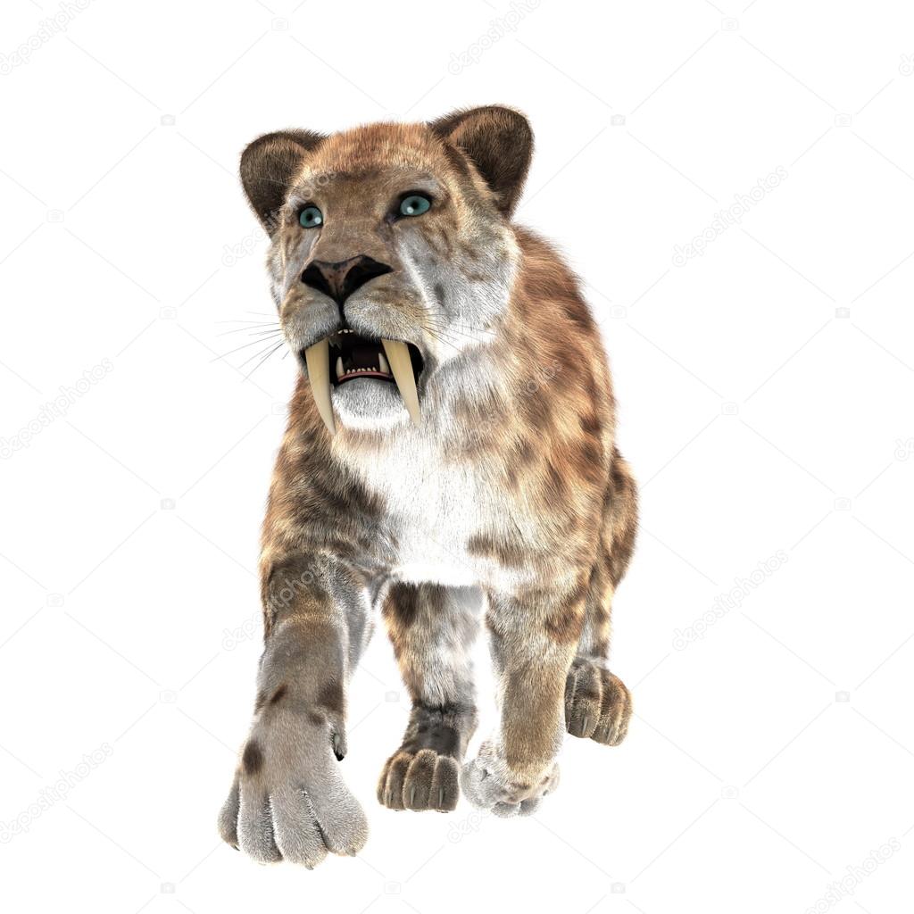 Saber Toothed Tiger Royalty Free Photo Stock Image By C Tsuneomp Saber Toothed Tiger Royalty Free Photo Stock Image By C Tsuneomp