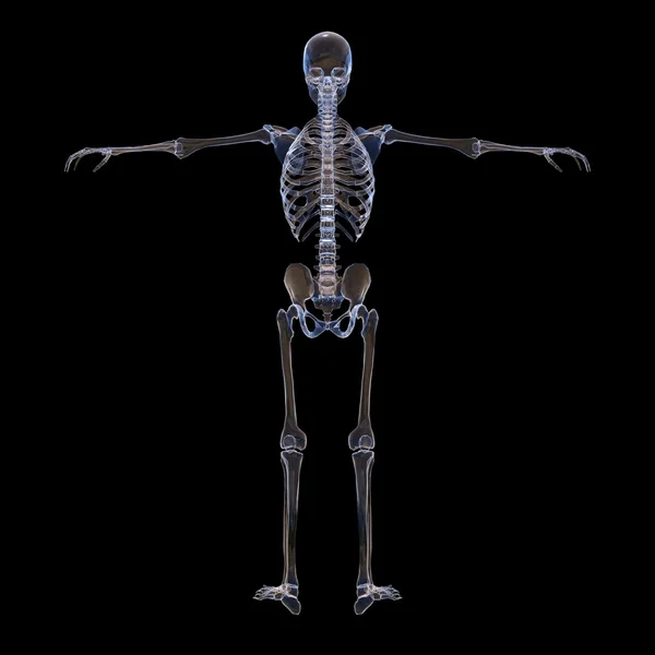 Esqueleto —  Fotos de Stock